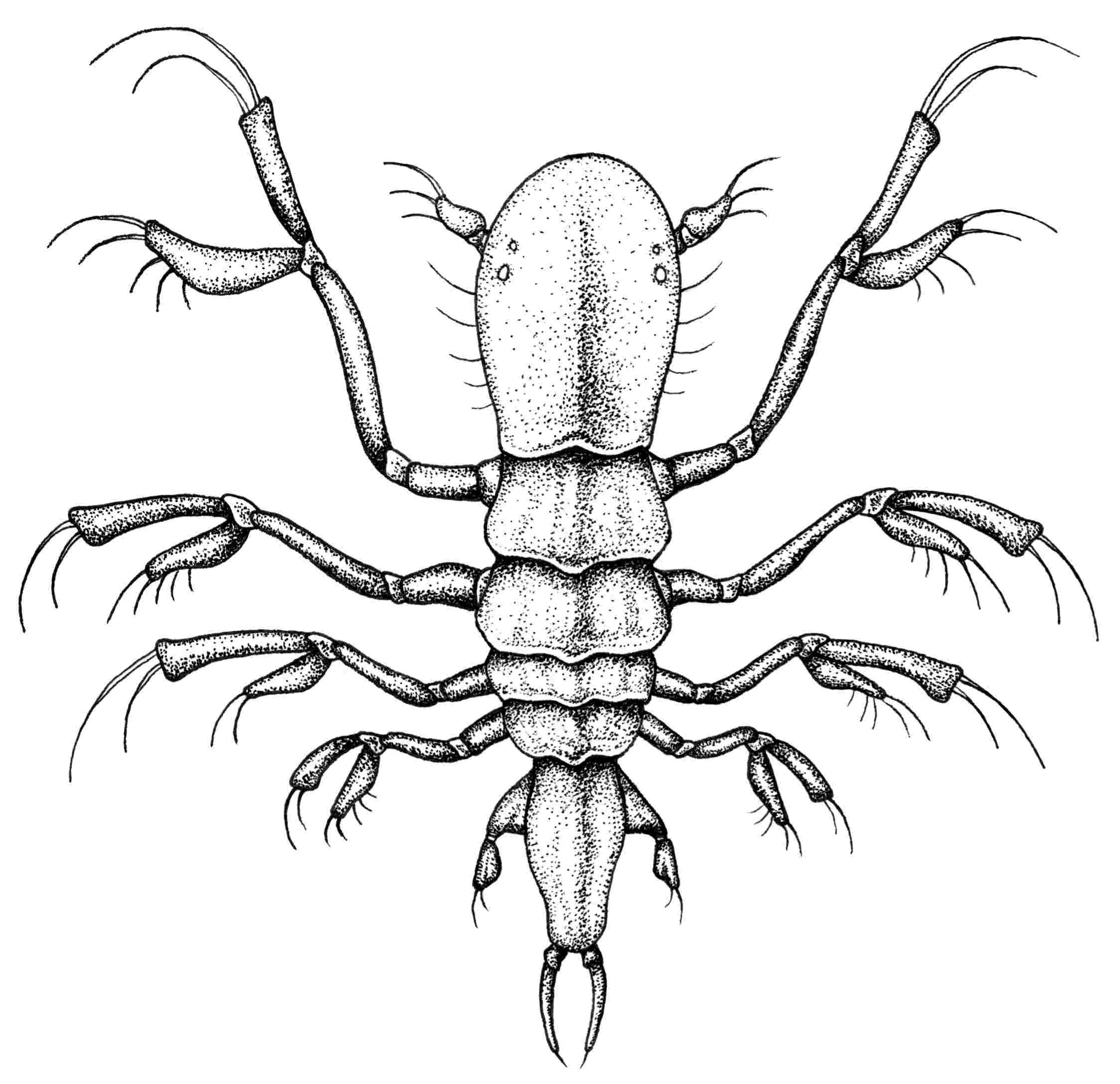 Image of cephalorotundus dumbo