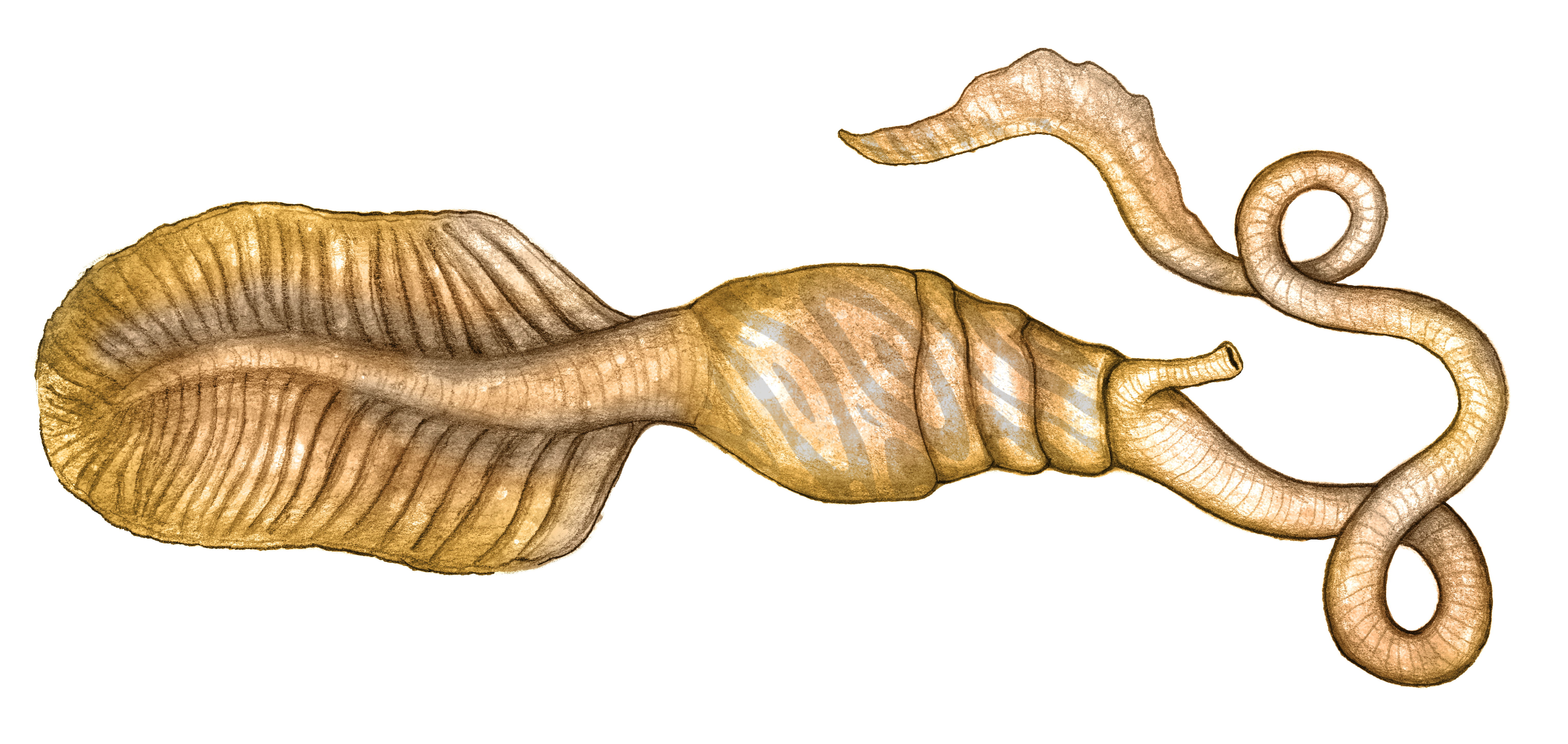 Introduction image displaying a dart worm